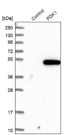 Pyruvate Dehydrogenase Kinase 1/PDK1 Antibody, Novus Biologicals:Antibodies:Primary